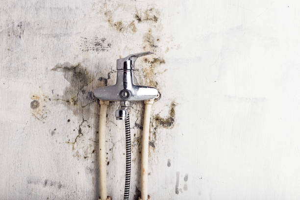 Best Mold Testing  in Marion, SC