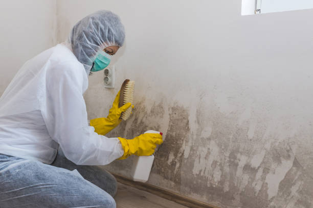 Best Black Mold Removal  in Marion, SC