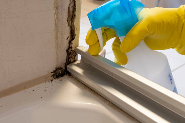 Best Mold Removal Specialists  in Marion, SC