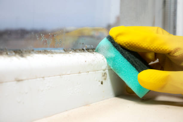 Best Attic Mold Removal  in Marion, SC