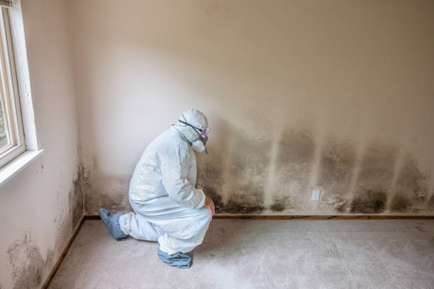 Best Mold Remediation Experts  in Marion, SC