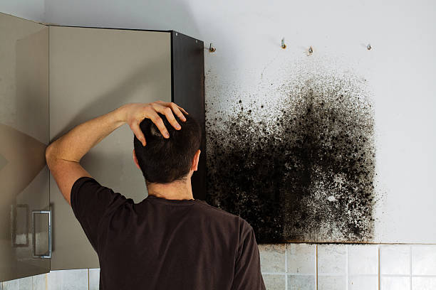 Best Mold Remediation  in Marion, SC